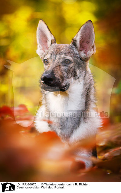 Tschechoslowakischer Wolfhund Portrait / Czechoslovakian Wolf dog Portrait / RR-96675