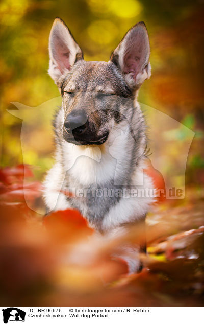 Czechoslovakian Wolf dog Portrait / RR-96676