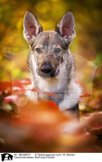 Tschechoslowakischer Wolfhund Portrait / Czechoslovakian Wolf dog Portrait / RR-96677