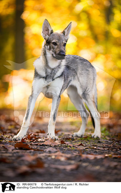 standing Czechoslovakian Wolf dog / RR-96678