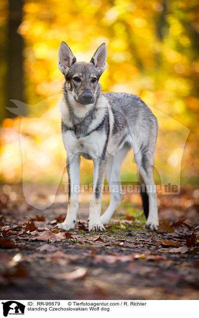 stehender Tschechoslowakischer Wolfhund / standing Czechoslovakian Wolf dog / RR-96679