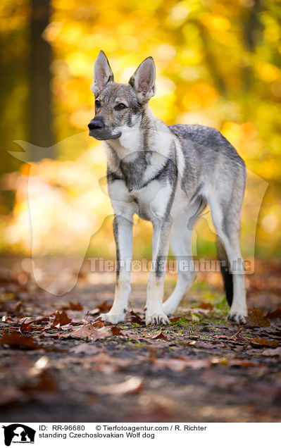 stehender Tschechoslowakischer Wolfhund / standing Czechoslovakian Wolf dog / RR-96680
