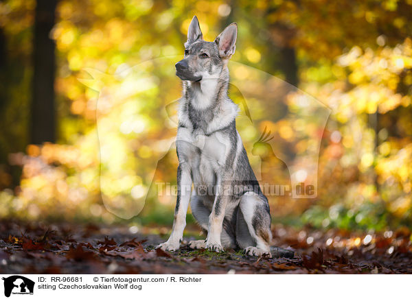 sitting Czechoslovakian Wolf dog / RR-96681