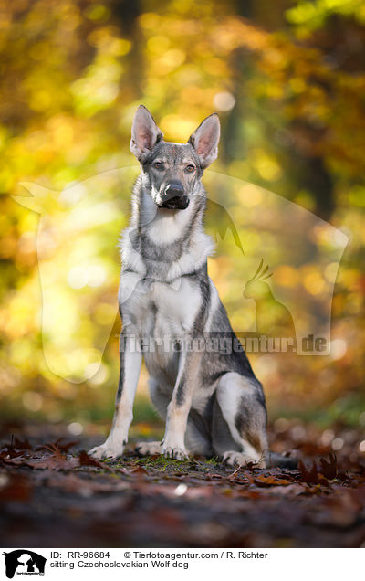 sitting Czechoslovakian Wolf dog / RR-96684