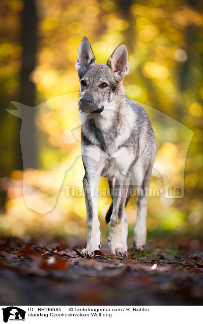 standing Czechoslovakian Wolf dog / RR-96685