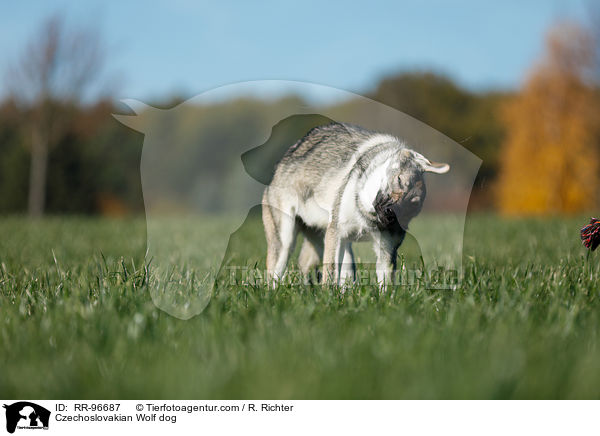 Tschechoslowakischer Wolfhund / Czechoslovakian Wolf dog / RR-96687
