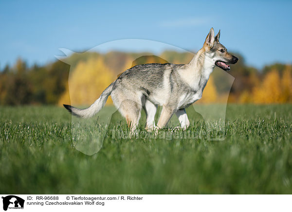 running Czechoslovakian Wolf dog / RR-96688