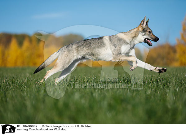 running Czechoslovakian Wolf dog / RR-96689