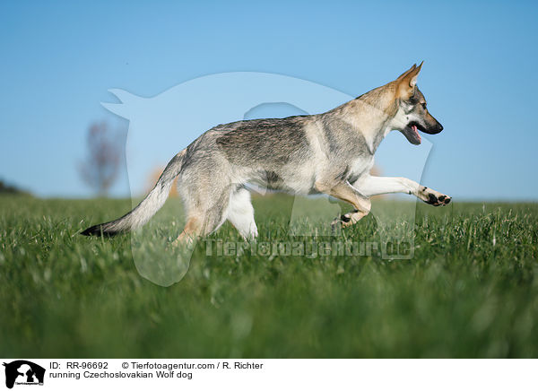 rennender Tschechoslowakischer Wolfhund / running Czechoslovakian Wolf dog / RR-96692