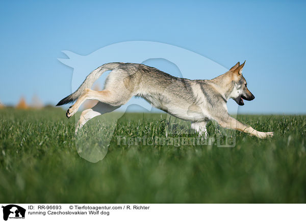 running Czechoslovakian Wolf dog / RR-96693