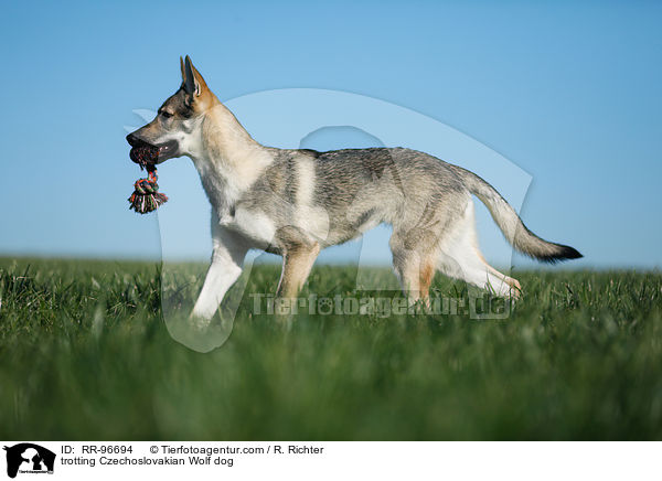 trotting Czechoslovakian Wolf dog / RR-96694