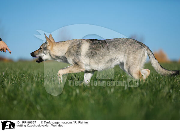 trotting Czechoslovakian Wolf dog / RR-96697