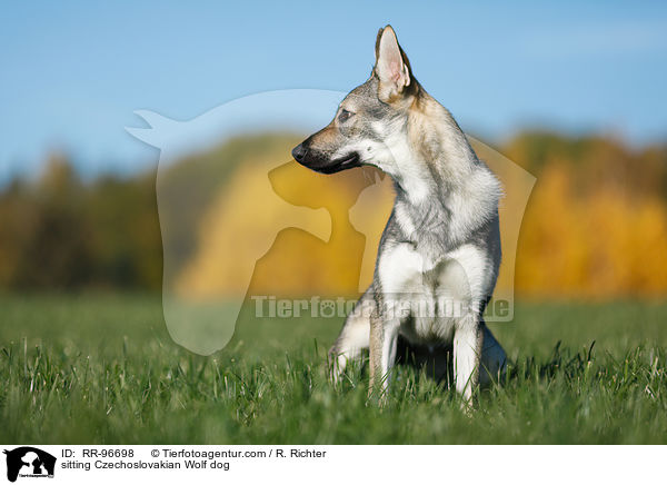 sitting Czechoslovakian Wolf dog / RR-96698