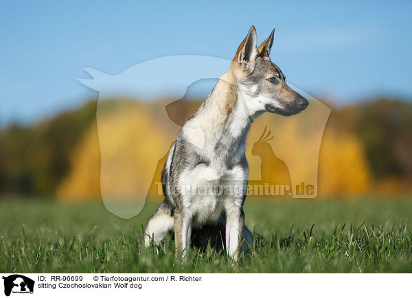 sitting Czechoslovakian Wolf dog / RR-96699