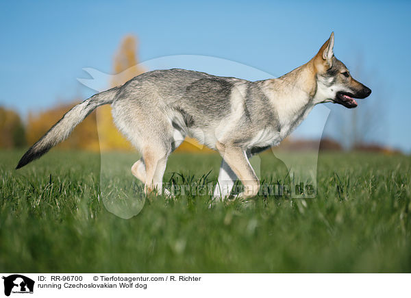 running Czechoslovakian Wolf dog / RR-96700