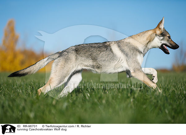 rennender Tschechoslowakischer Wolfhund / running Czechoslovakian Wolf dog / RR-96701