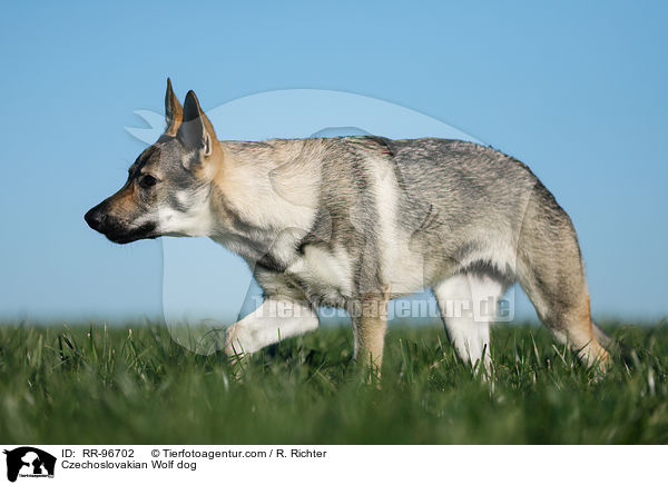 Tschechoslowakischer Wolfhund / Czechoslovakian Wolf dog / RR-96702
