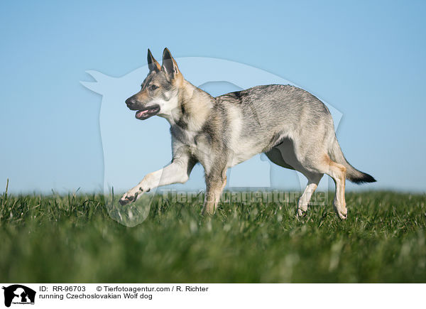 running Czechoslovakian Wolf dog / RR-96703