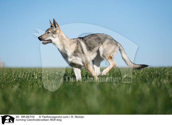running Czechoslovakian Wolf dog / RR-96705