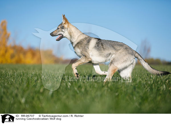 running Czechoslovakian Wolf dog / RR-96707