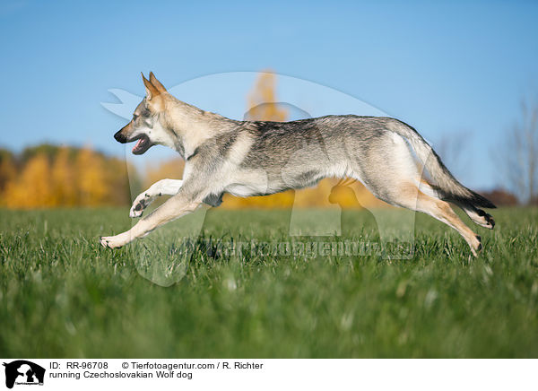 running Czechoslovakian Wolf dog / RR-96708