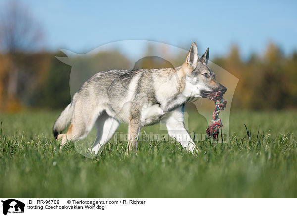 trotting Czechoslovakian Wolf dog / RR-96709
