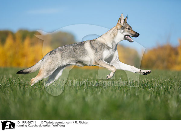 running Czechoslovakian Wolf dog / RR-96711