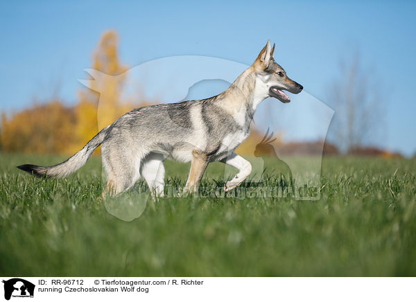 running Czechoslovakian Wolf dog / RR-96712