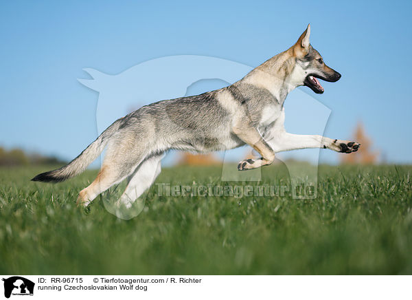 running Czechoslovakian Wolf dog / RR-96715