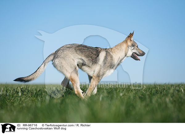 running Czechoslovakian Wolf dog / RR-96716