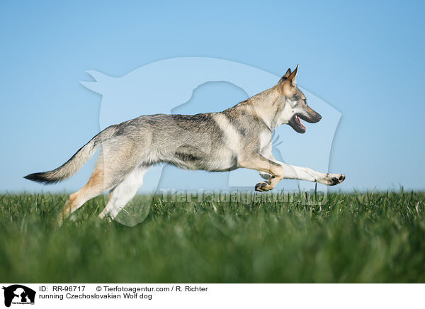 running Czechoslovakian Wolf dog / RR-96717