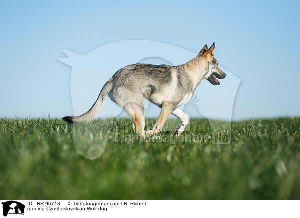 running Czechoslovakian Wolf dog / RR-96718