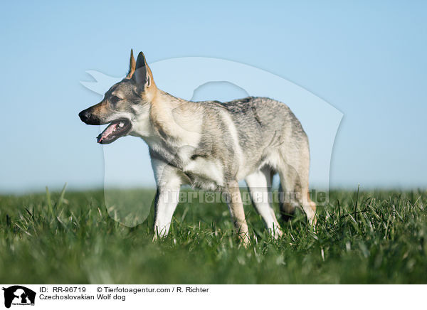 Czechoslovakian Wolf dog / RR-96719