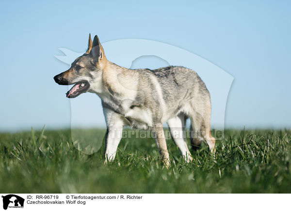 Tschechoslowakischer Wolfhund / Czechoslovakian Wolf dog / RR-96719