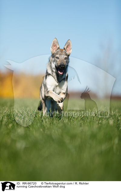 running Czechoslovakian Wolf dog / RR-96720
