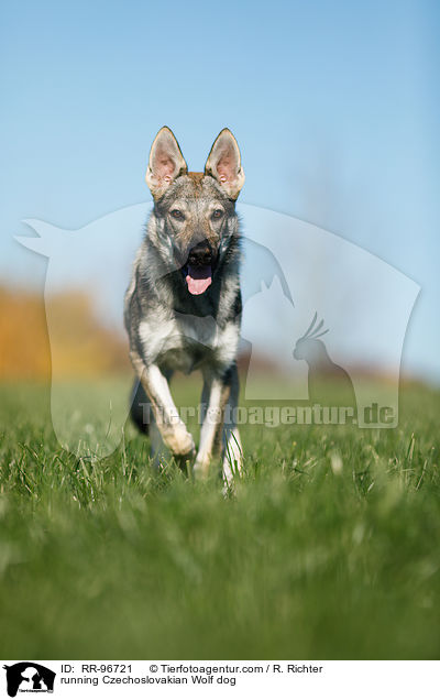 running Czechoslovakian Wolf dog / RR-96721