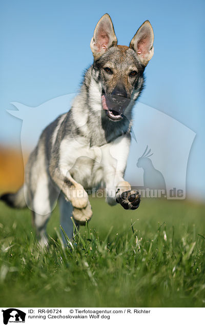 running Czechoslovakian Wolf dog / RR-96724