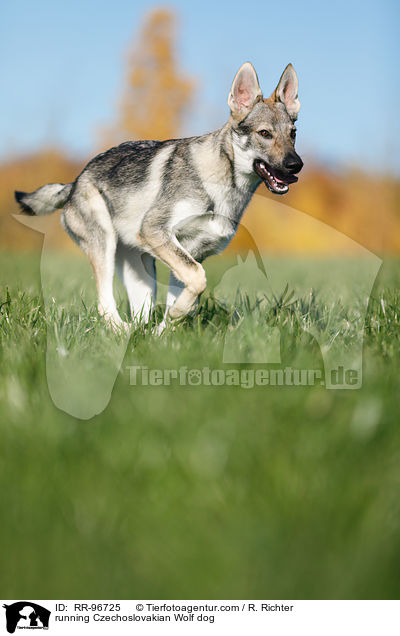 rennender Tschechoslowakischer Wolfhund / running Czechoslovakian Wolf dog / RR-96725