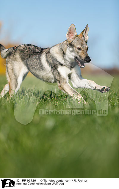 running Czechoslovakian Wolf dog / RR-96726