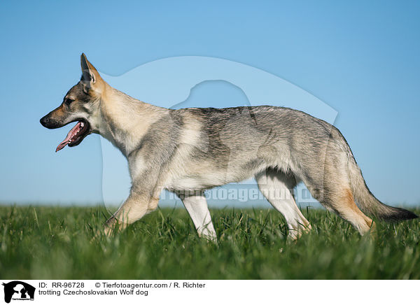trotting Czechoslovakian Wolf dog / RR-96728