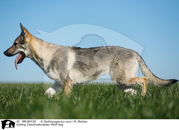 trotting Czechoslovakian Wolf dog / RR-96729