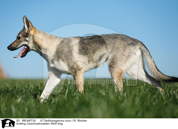 trotting Czechoslovakian Wolf dog / RR-96730