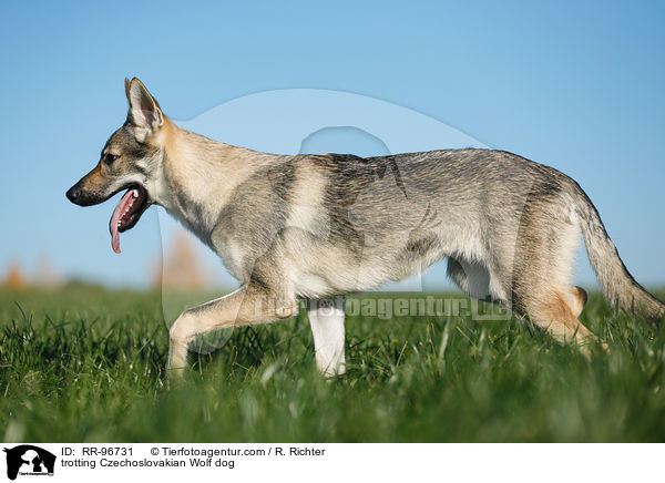 trabender Tschechoslowakischer Wolfhund / trotting Czechoslovakian Wolf dog / RR-96731