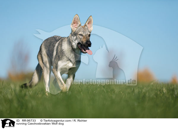 running Czechoslovakian Wolf dog / RR-96733