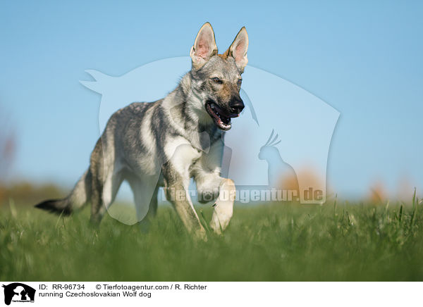 running Czechoslovakian Wolf dog / RR-96734