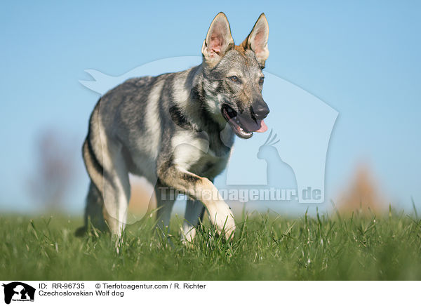 Czechoslovakian Wolf dog / RR-96735