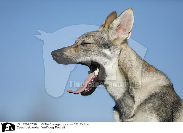 Tschechoslowakischer Wolfhund Portrait / Czechoslovakian Wolf dog Portrait / RR-96738