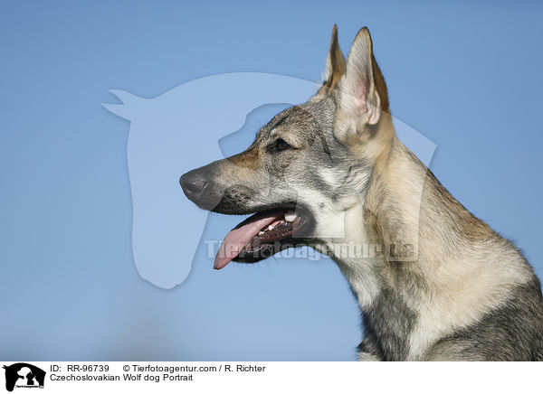 Tschechoslowakischer Wolfhund Portrait / Czechoslovakian Wolf dog Portrait / RR-96739