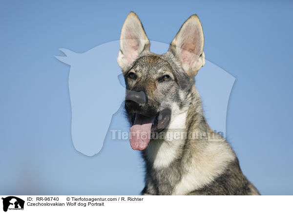 Czechoslovakian Wolf dog Portrait / RR-96740