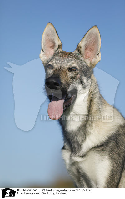 Czechoslovakian Wolf dog Portrait / RR-96741